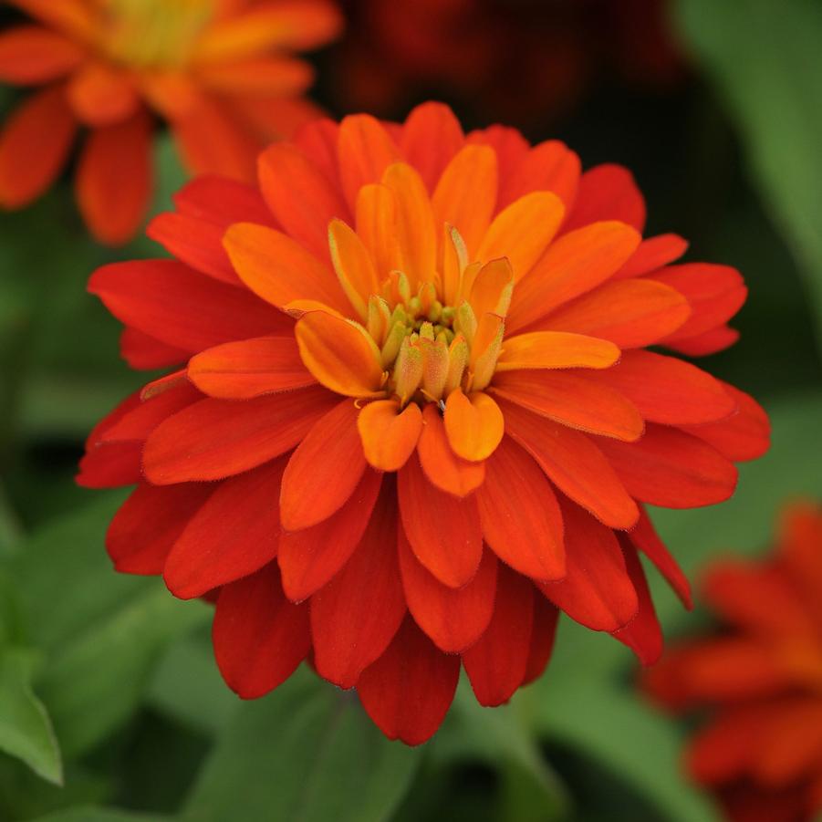 Zinnia Double Zahara™ Fire