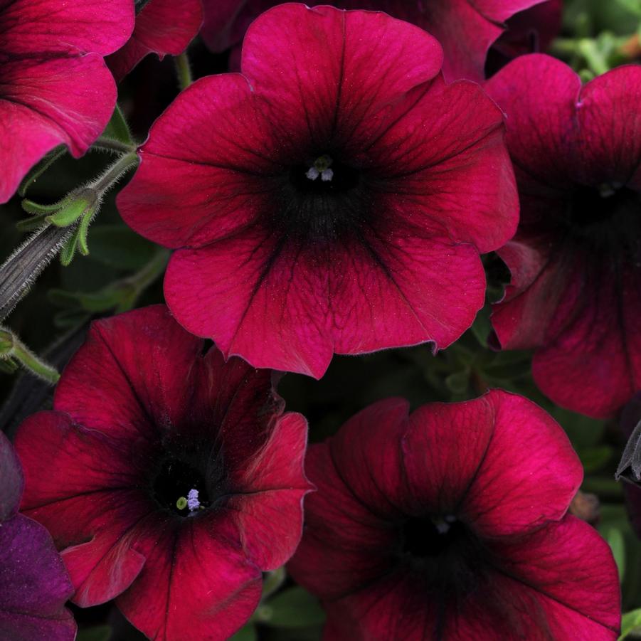 Petunia Easy Wave® Burgundy Velour
