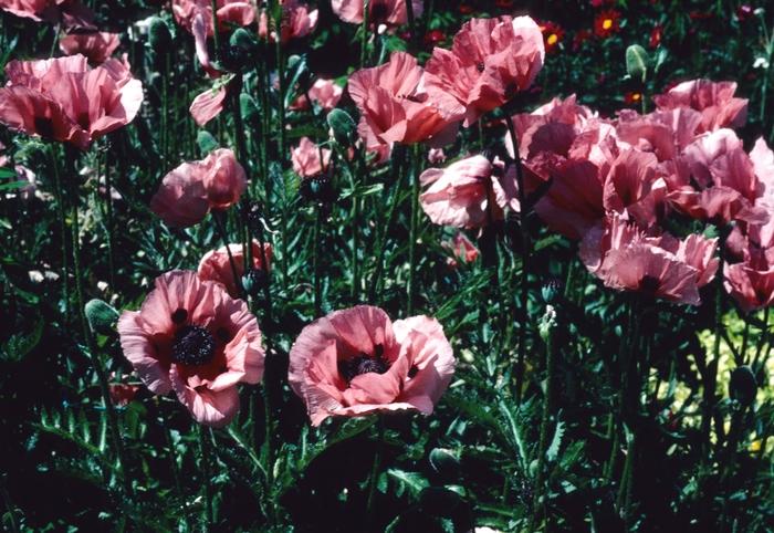Papaver orientale Princess Victoria Louise