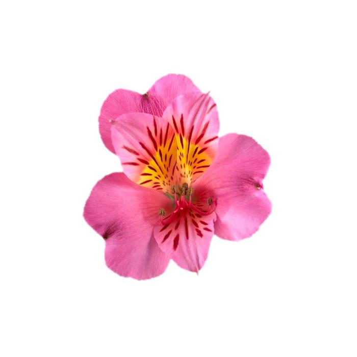 Alstroemeria Colorita® Eliane®
