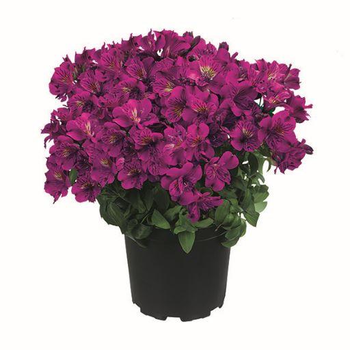 Alstroemeria Colorita® Tamara