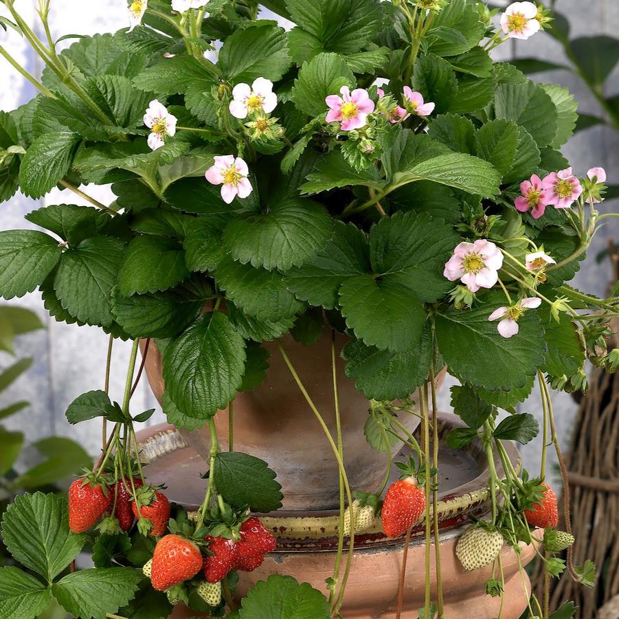 Strawberry Berri Basket® Appleblossom