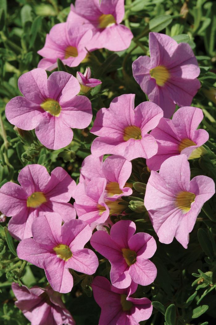 Calibrachoa Cabaret® Light Pink