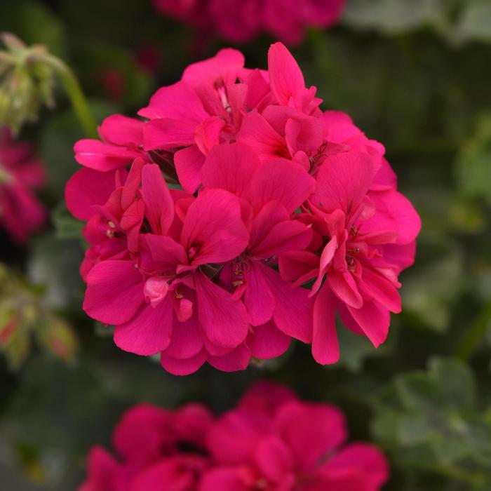 Geranium (Ivy) Focus™ Rose