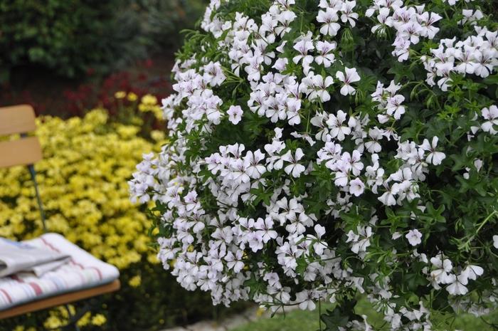 Geranium (Ivy) Glacier White