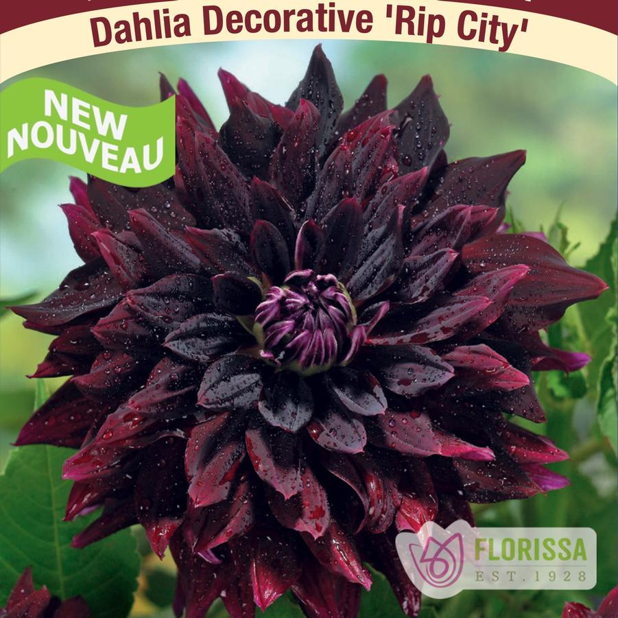 Dahlia Rip City