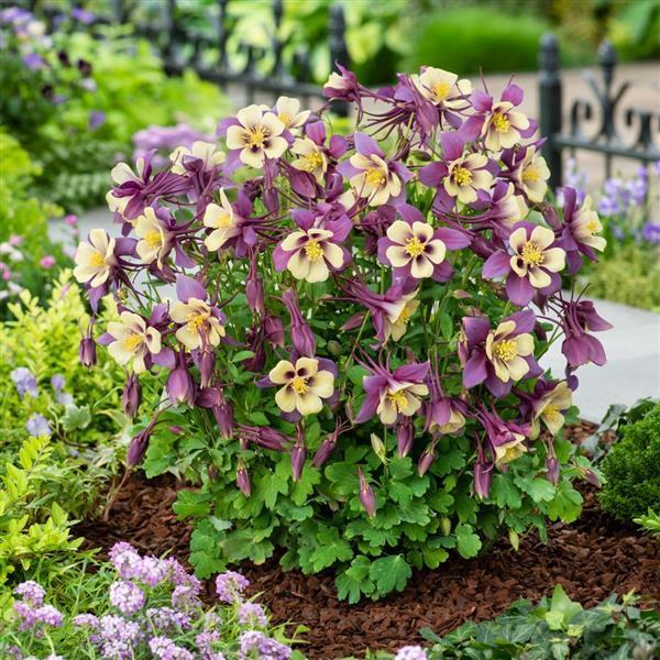 Aquilegia x hybrida Earlybird™ Purple & Yellow