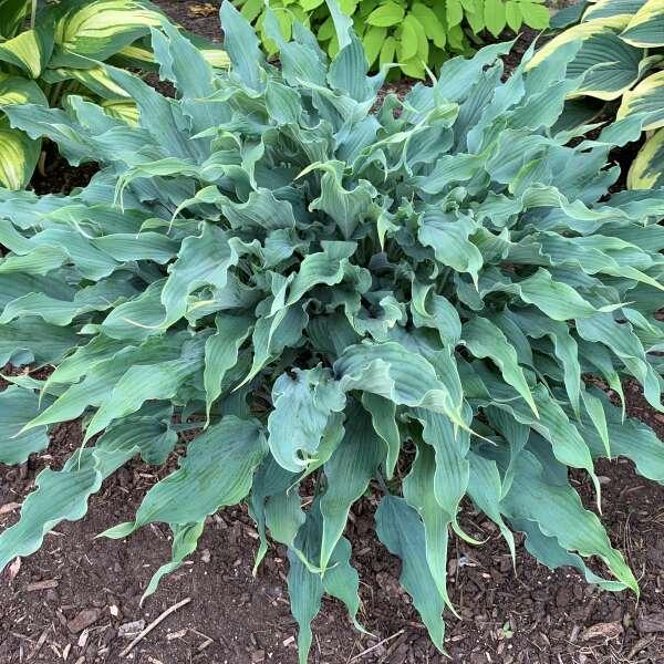 Hosta Wild Imagination