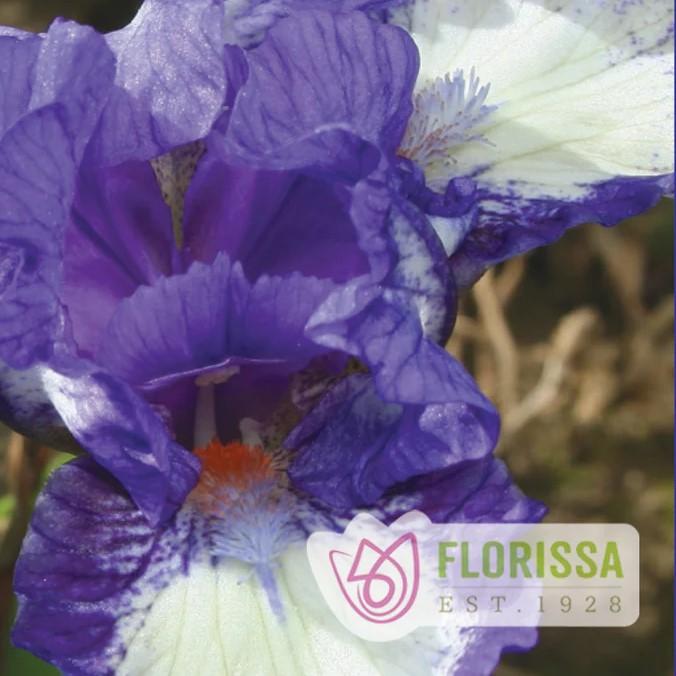 Iris pumila Freeze Frame