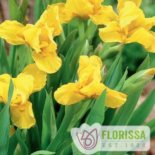 Iris pumila Yellow