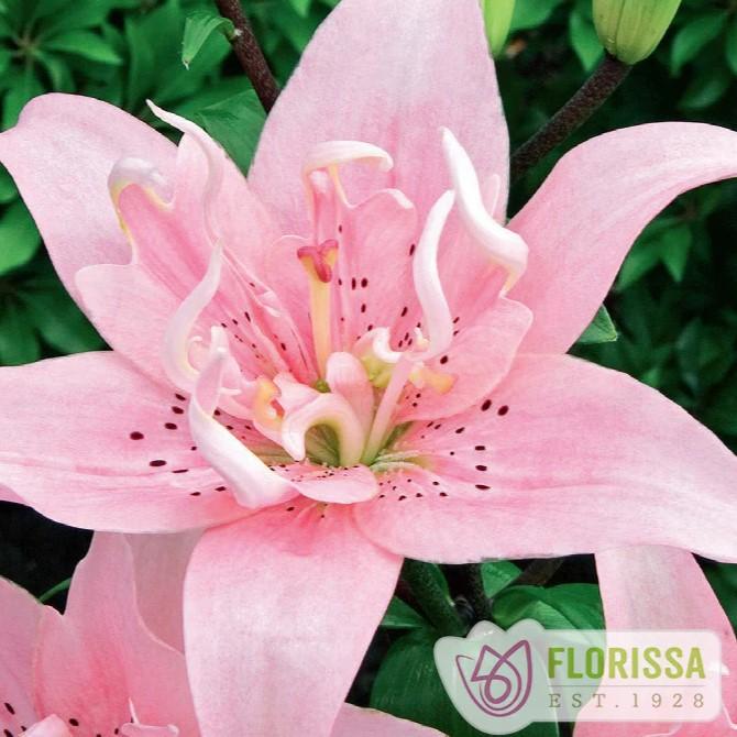Lilium asiaticum Elodie