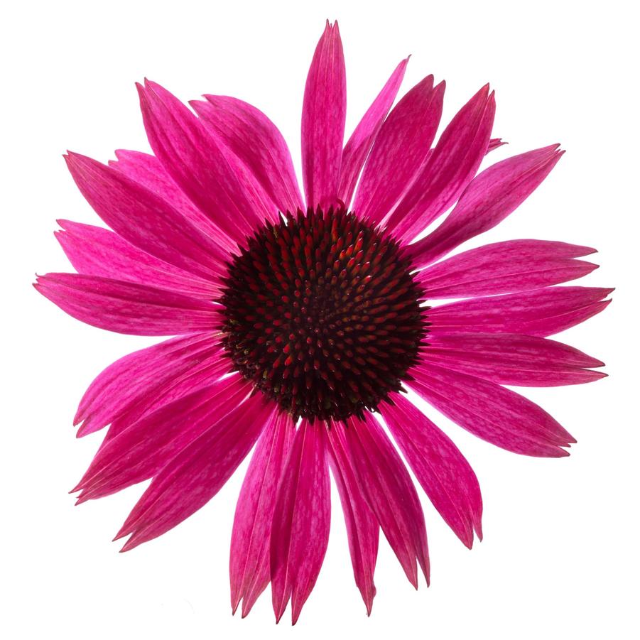 Echinacea purpurea Prairie Splendor Dark Rose Compact