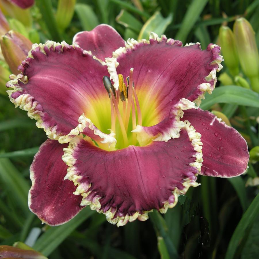 Hemerocallis Bettylen