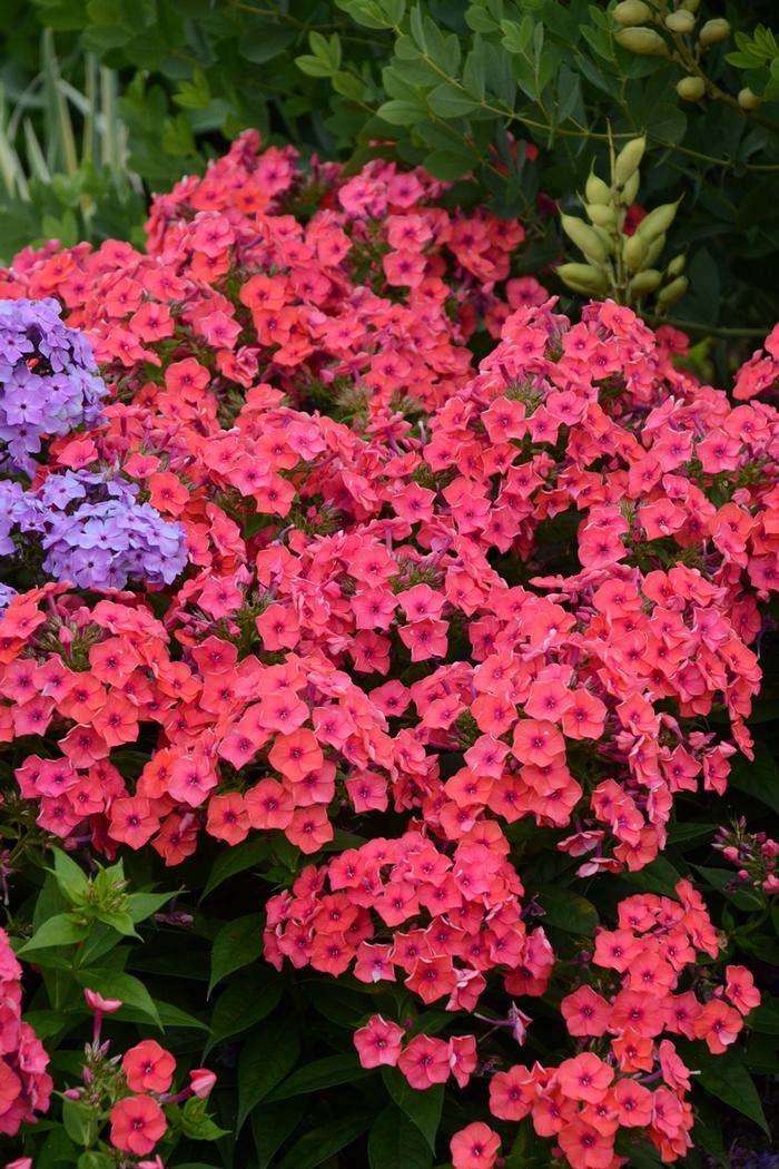 Phlox (per) paniculata Flame® Coral