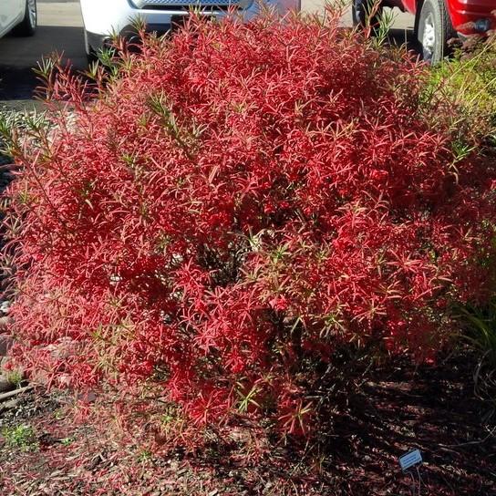 Euonymus turkestanicus Turkestan
