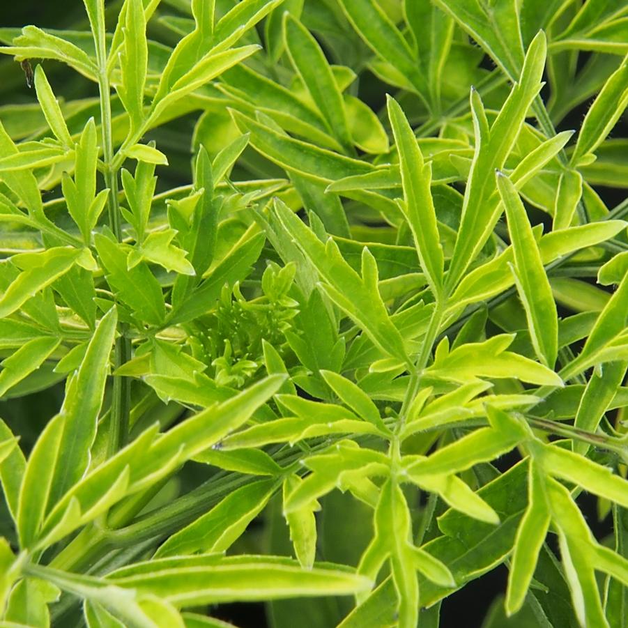 Sambucus nigra Jandeboer001