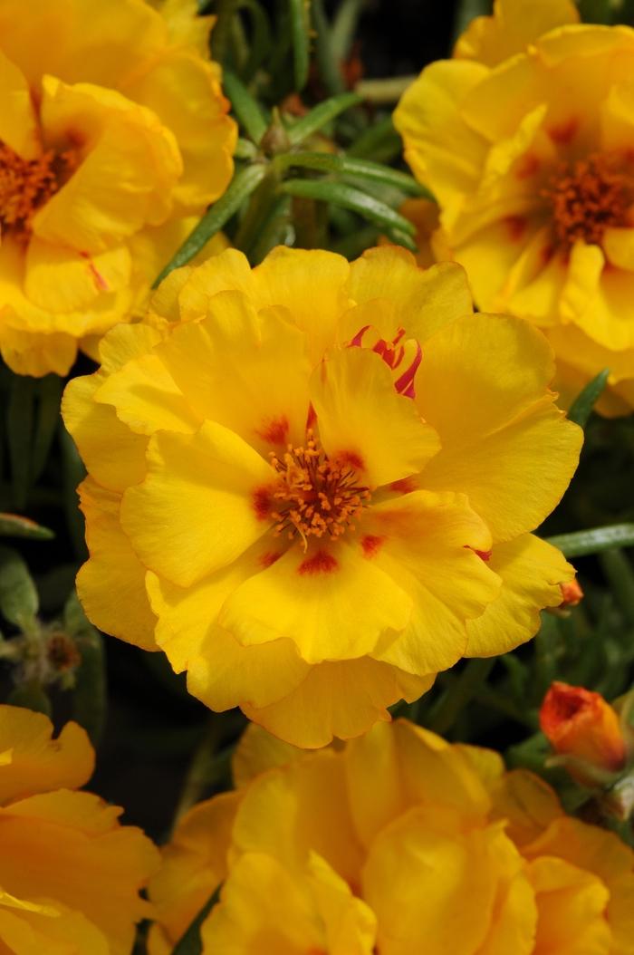 Portulaca Happy Hour™ Banana