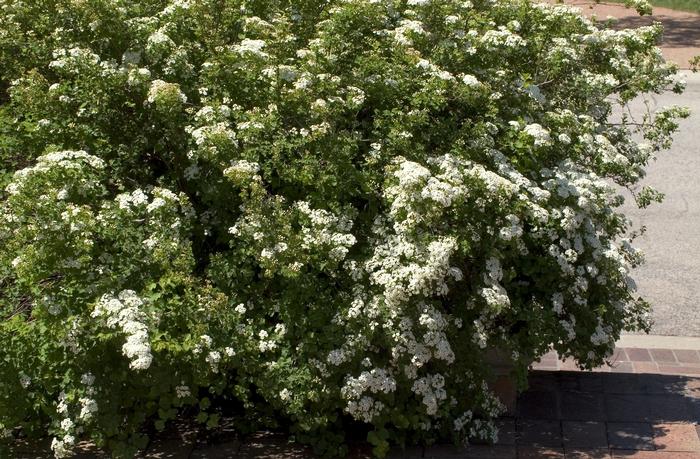 Spiraea trilobata 