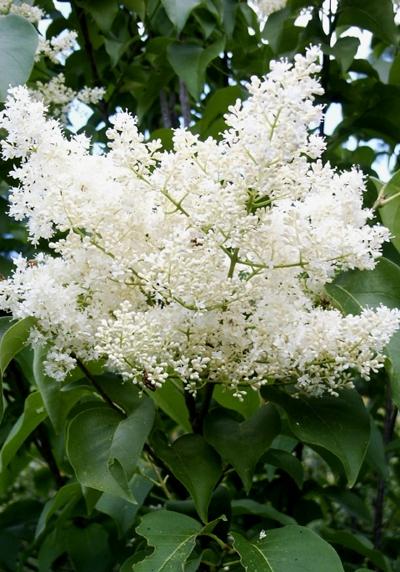 Syringa reticulata 