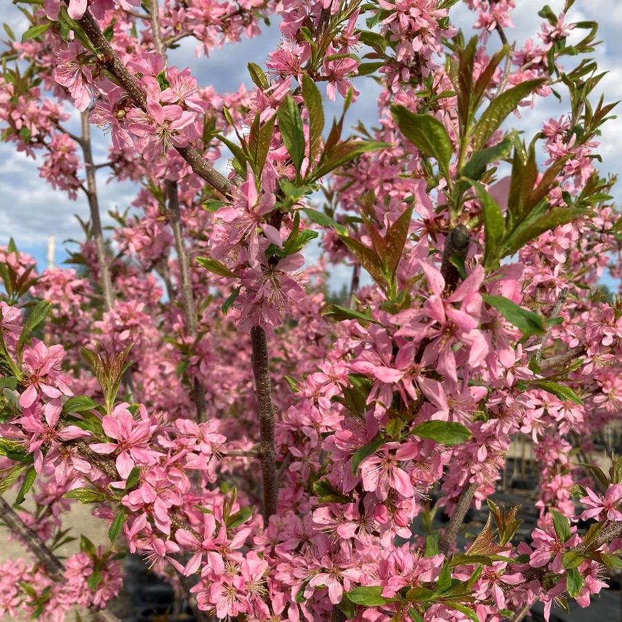 Prunus x nigrella Muckle