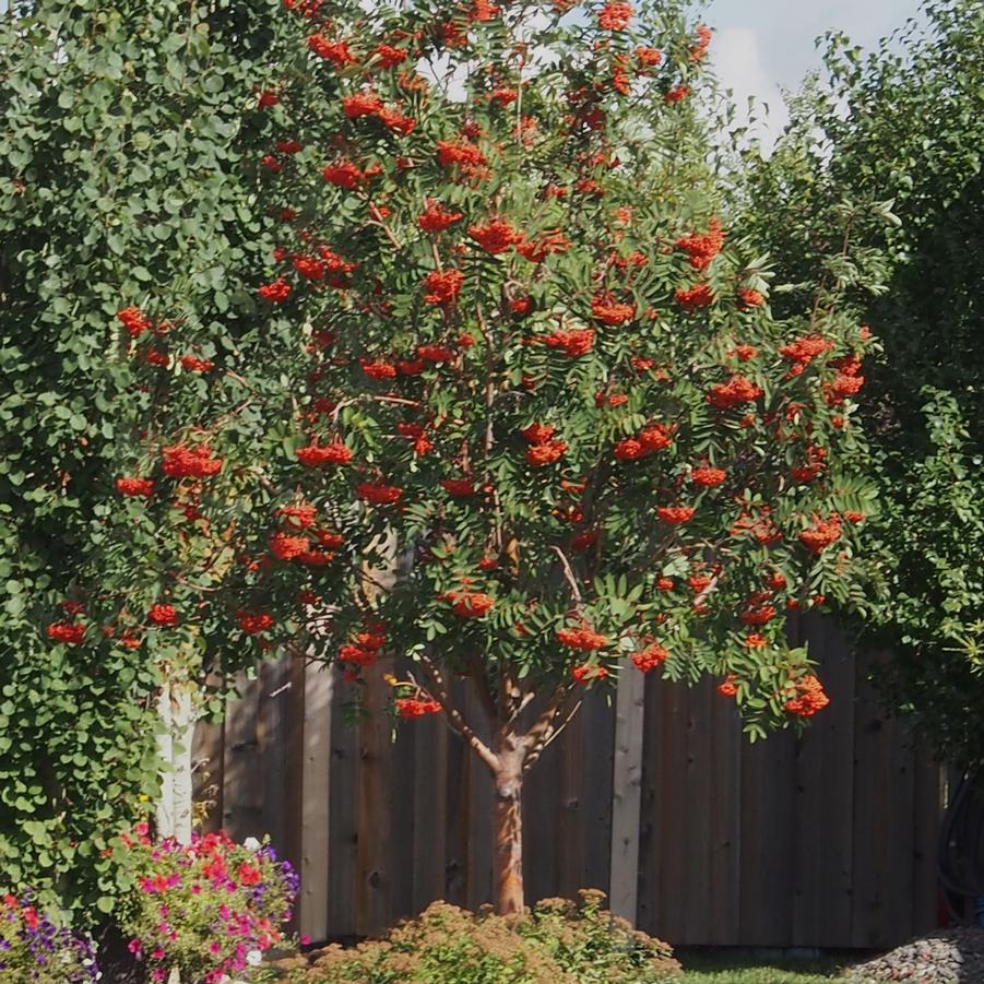 Sorbus decora 