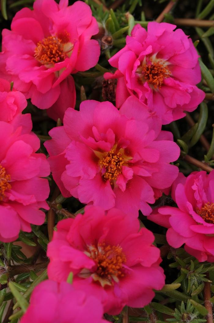 Portulaca Happy Hour™ Fuchsia