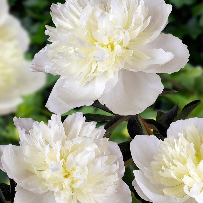 Paeonia Duchess de Nemours
