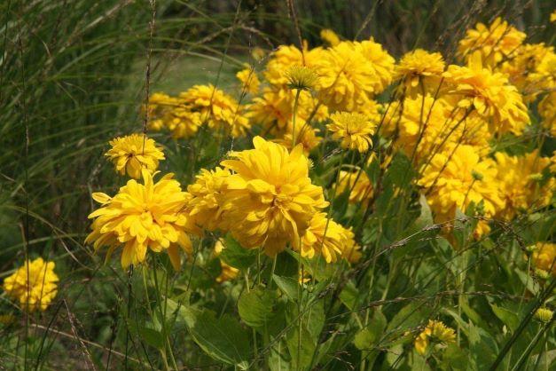 Rudbeckia laciniata Goldquelle