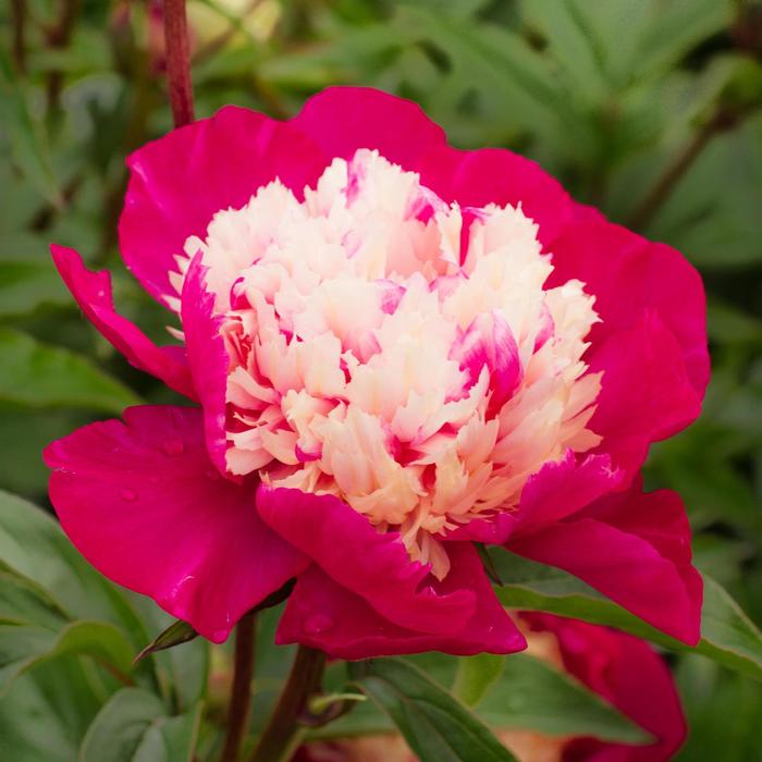Paeonia White Cap