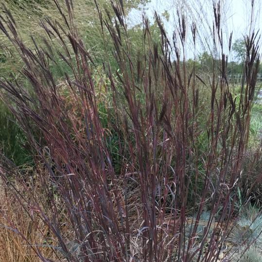 GR Andropogon gerardii Blackhawks