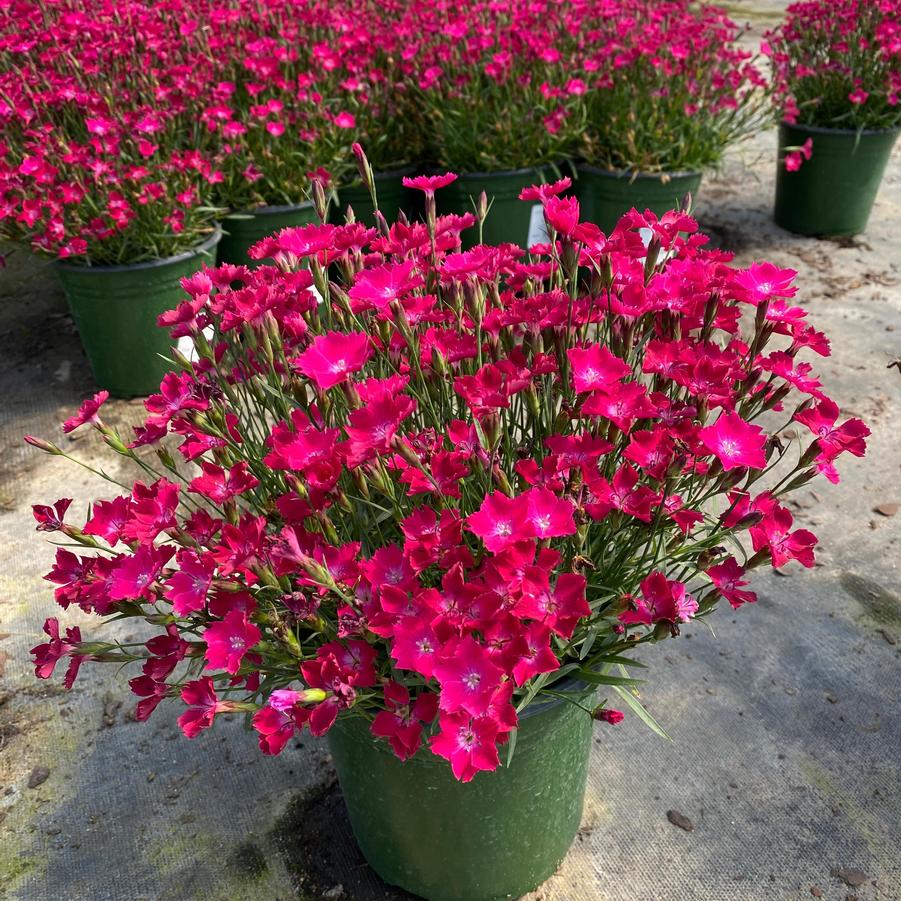 Dianthus (per) Beauties® Kahori Scarlet