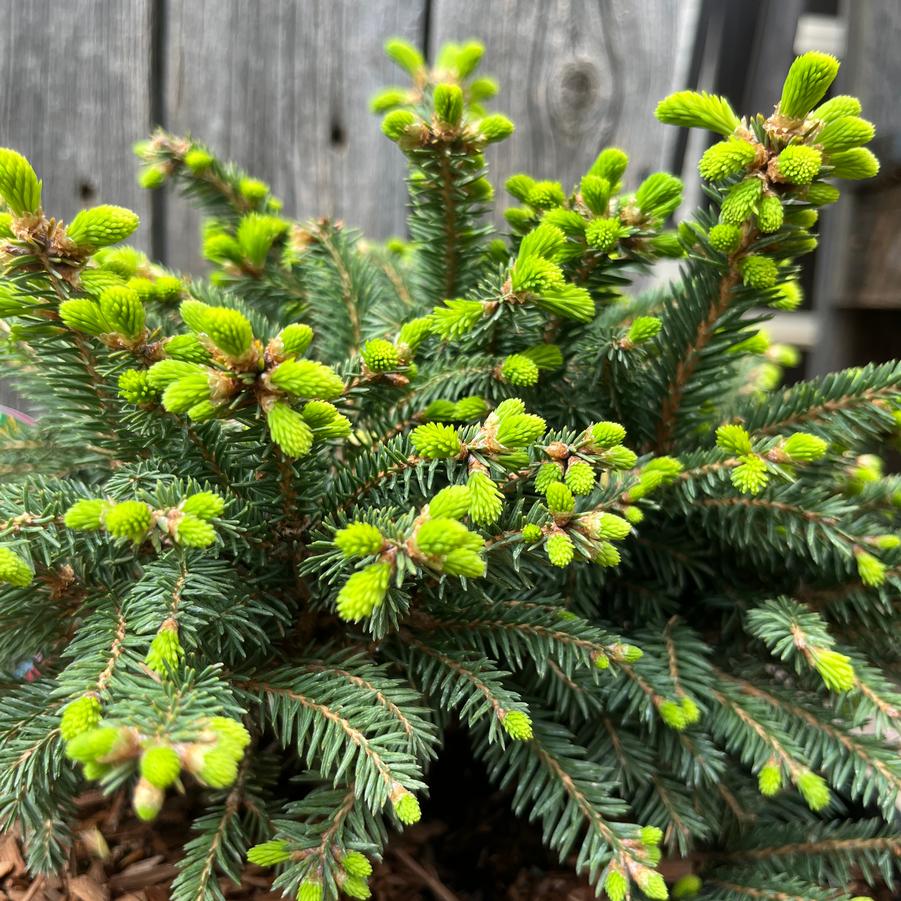 Picea abies Ohlendorfii
