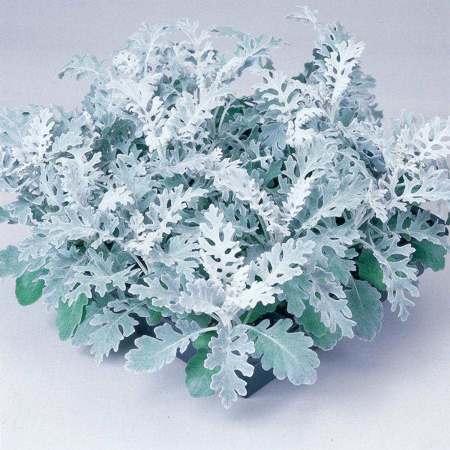 Dusty Miller Silver Dust