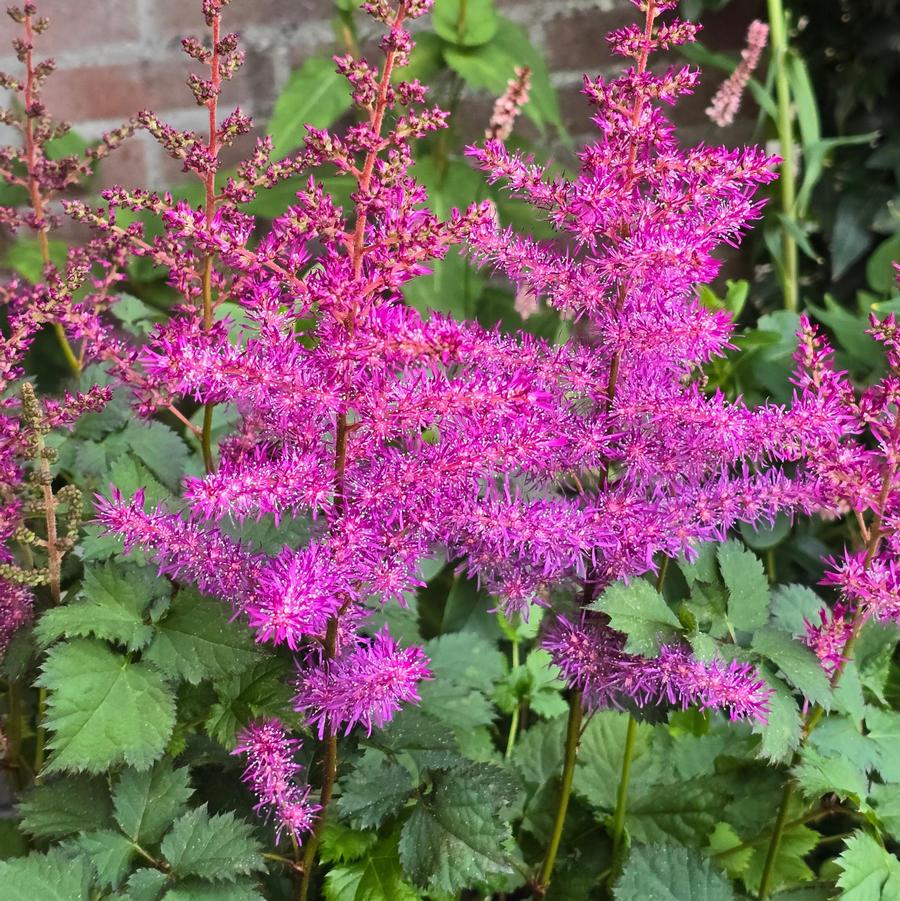 Astilbe Mighty Max