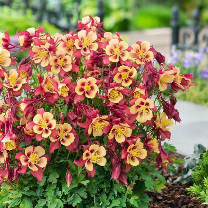 Aquilegia x hybrida Earlybird™ Red & Yellow