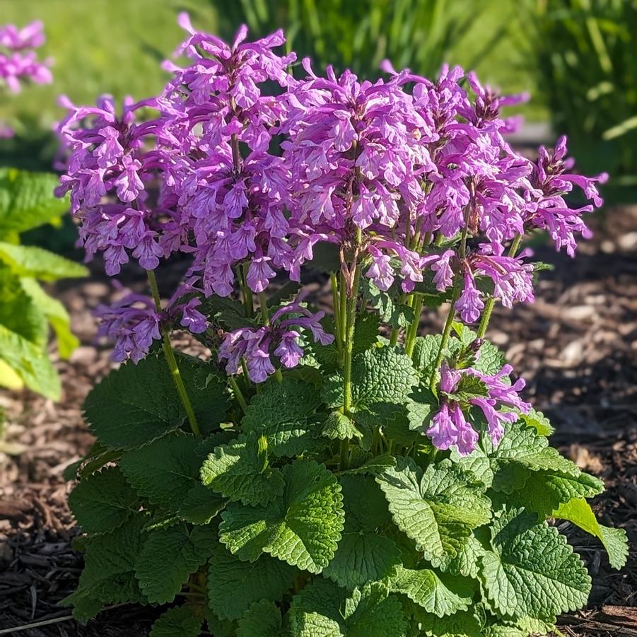 Stachys Punky Purple