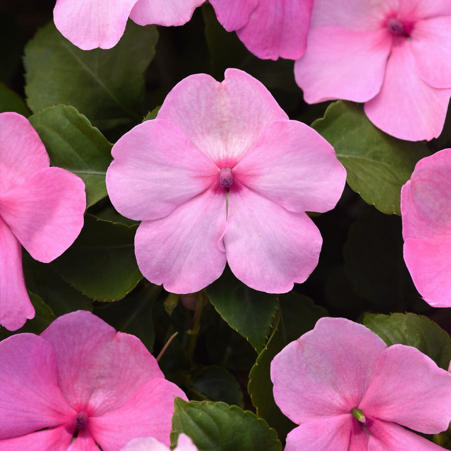Impatiens Beacon™ Light Pink