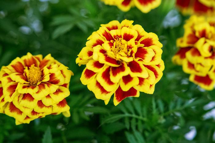 Marigold French Mango Tango