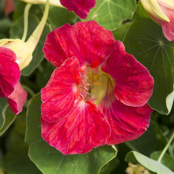 Nasturtium Tip Top Rose
