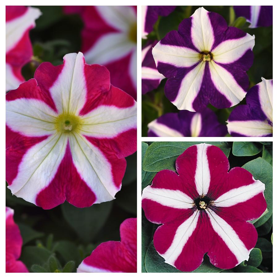 Petunia Madness™ Star Mix