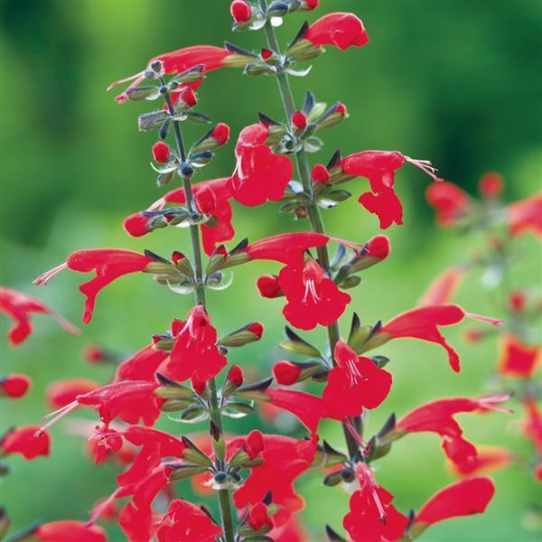 Salvia coccinea Summer Jewel™ Red