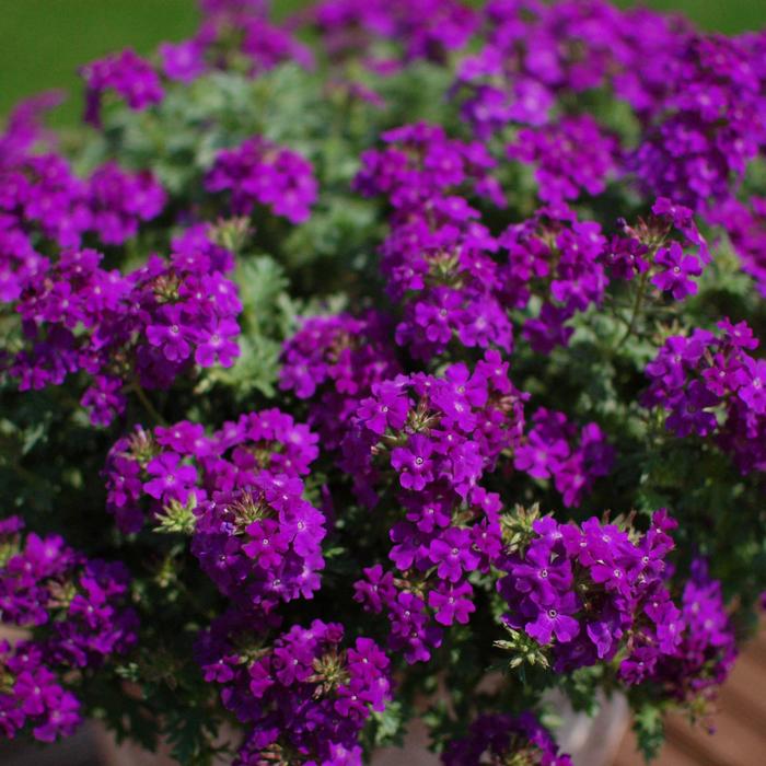 Trailing Verbena Tapien® Blue Violet