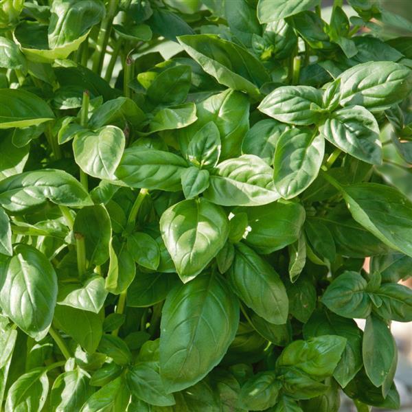 Basil Piedmont