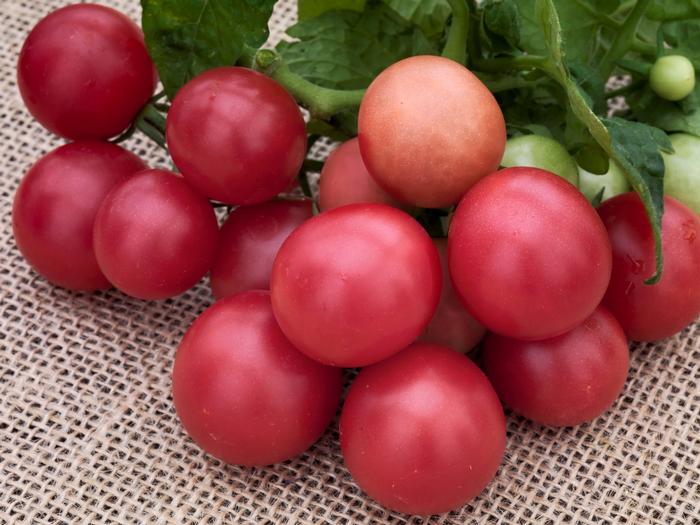 Tomato Little Birdy Rosy Finch