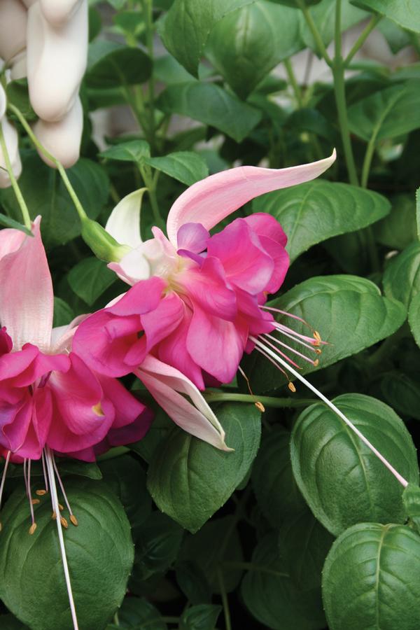 Fuchsia Bella Rosella