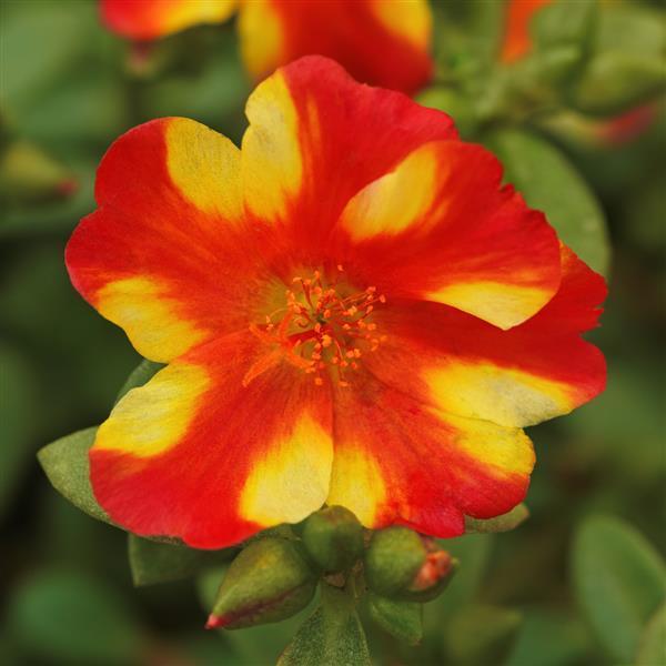 Portulaca RioGrande™ Citrus Crush Purslane