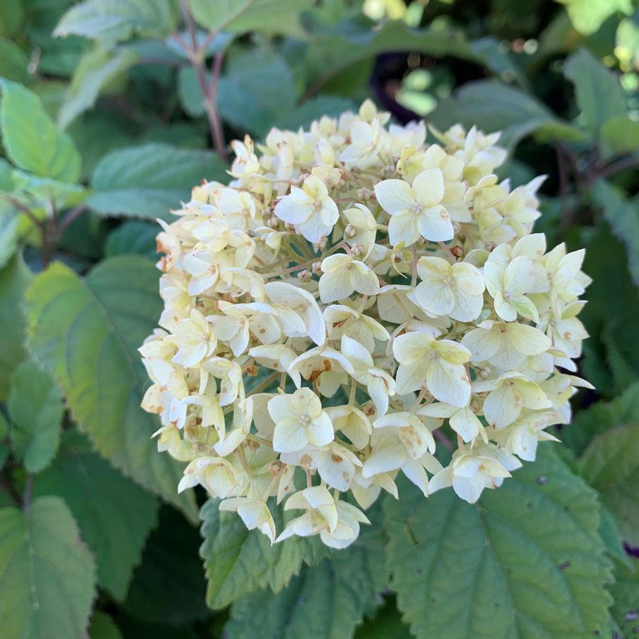 Hydrangea arborescens FlowerFull™