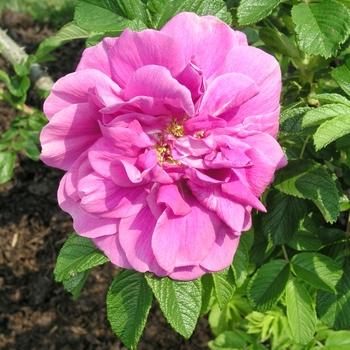 Rosa Hansa