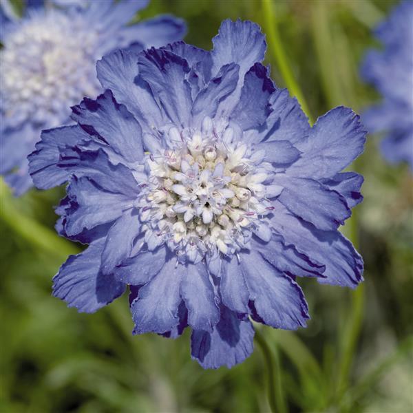 Scabiosa caucasia Fama Deep Blue