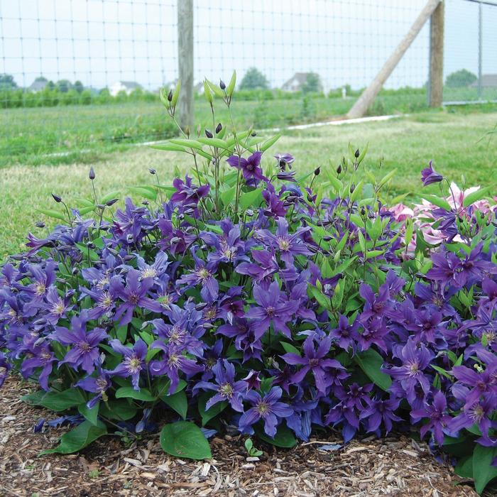 Clematis Gp C Sapphire Indigo™